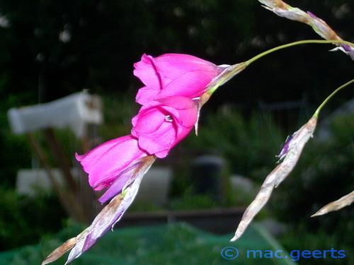 Dierama pulcherrimum